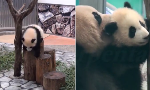 Japan, Panda, gulligt